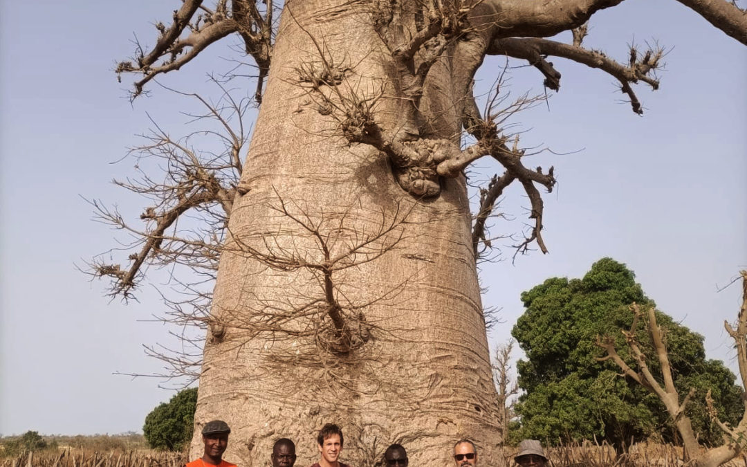 Le bassin de l’Anambé en Casamance – Une structure d’impact météoritique ?